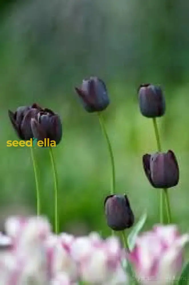 Black Tulip Flower Seeds For Planting