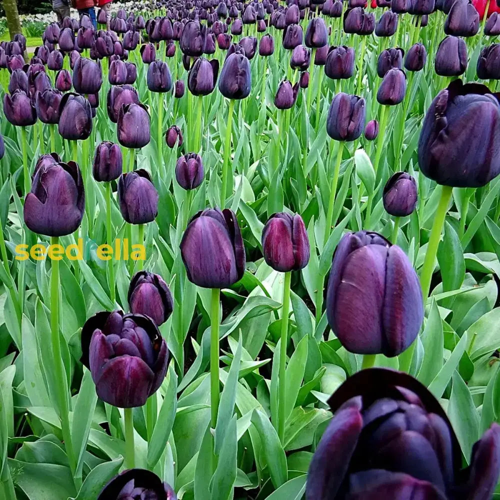 Black Tulip Flower Seeds For Planting