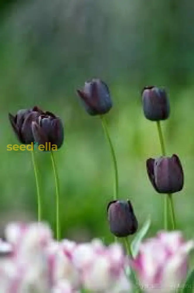 Black Tulip Flower Seeds For Planting