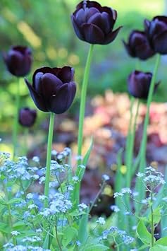 Black Tulip Flower Seeds for Planting