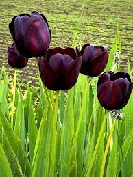 Black Tulips in Garden Borders and Pots