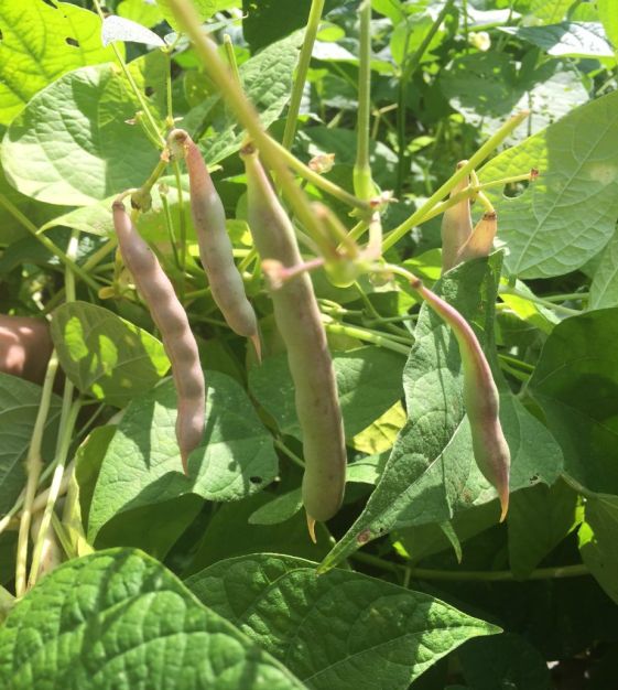 High quality Black Turtle Bean seeds closeup