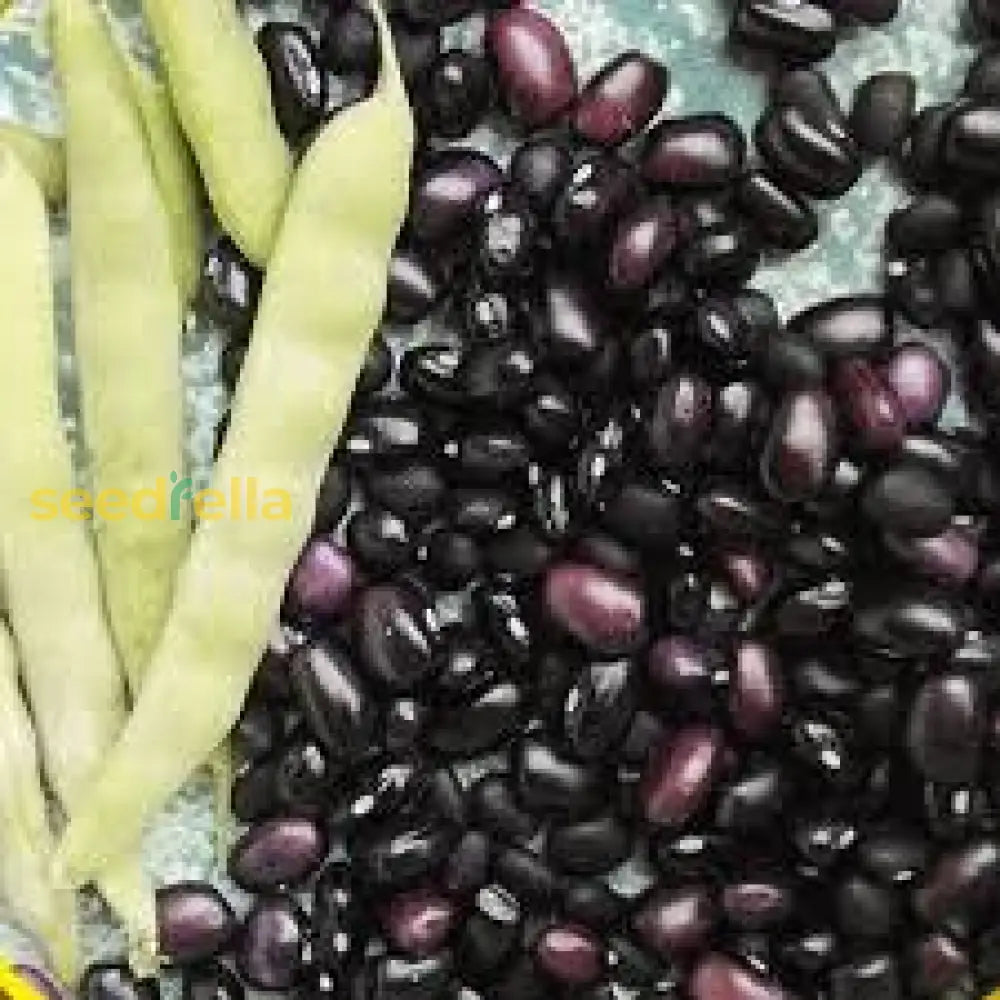 Black Turtle Bean Seeds For Planting  Premium Vegetable Seeds