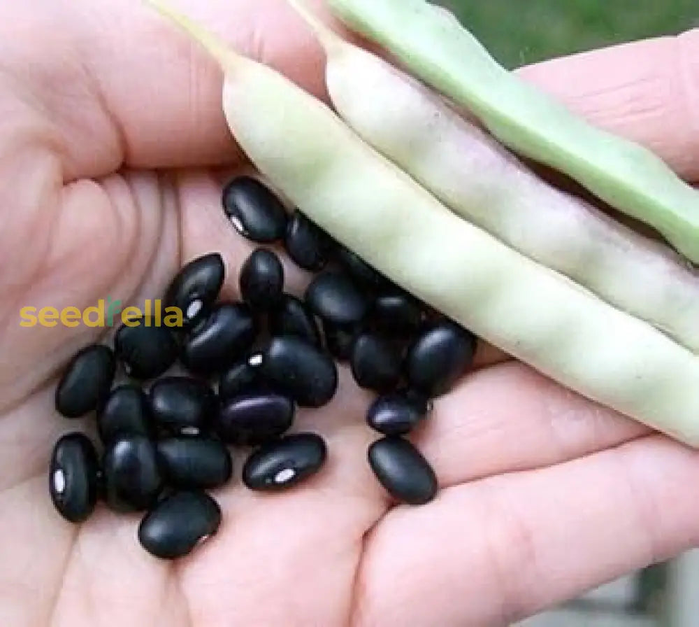 Black Turtle Bean seeds for planting non GMO