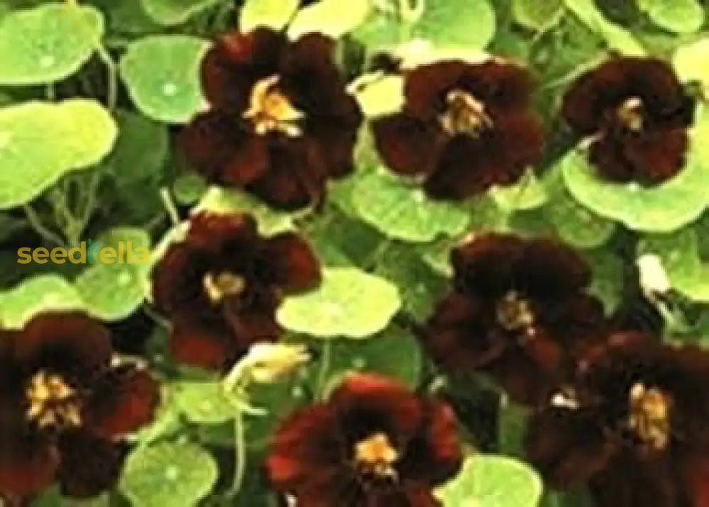 Black Velvet Flower Seeds For Easy Planting - Collection