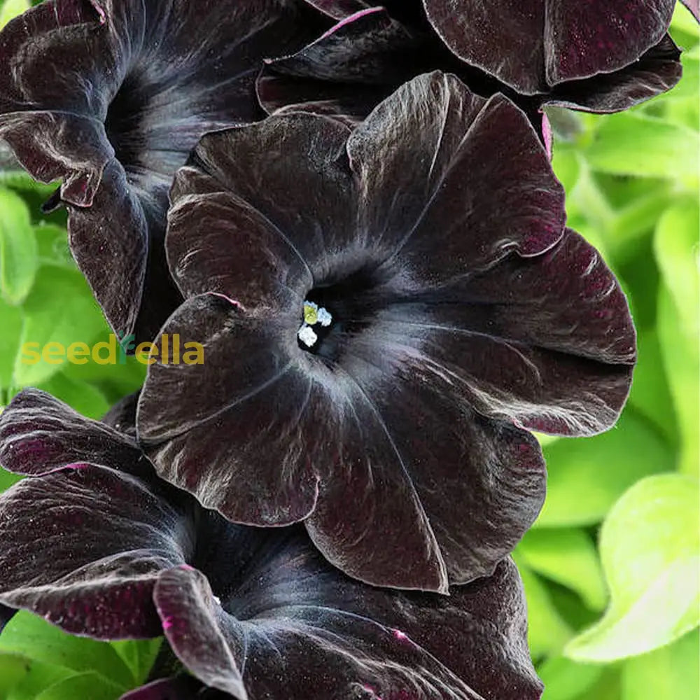 Black Velvet Flower Seeds For Easy Planting - Collection