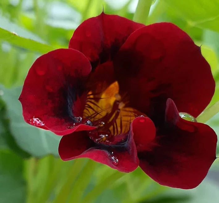 Black Velvet Nasturtium Flower Seeds for Planting