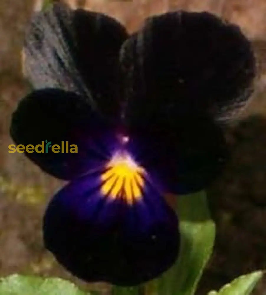 Black Viola Flower Seeds For Easy Planting