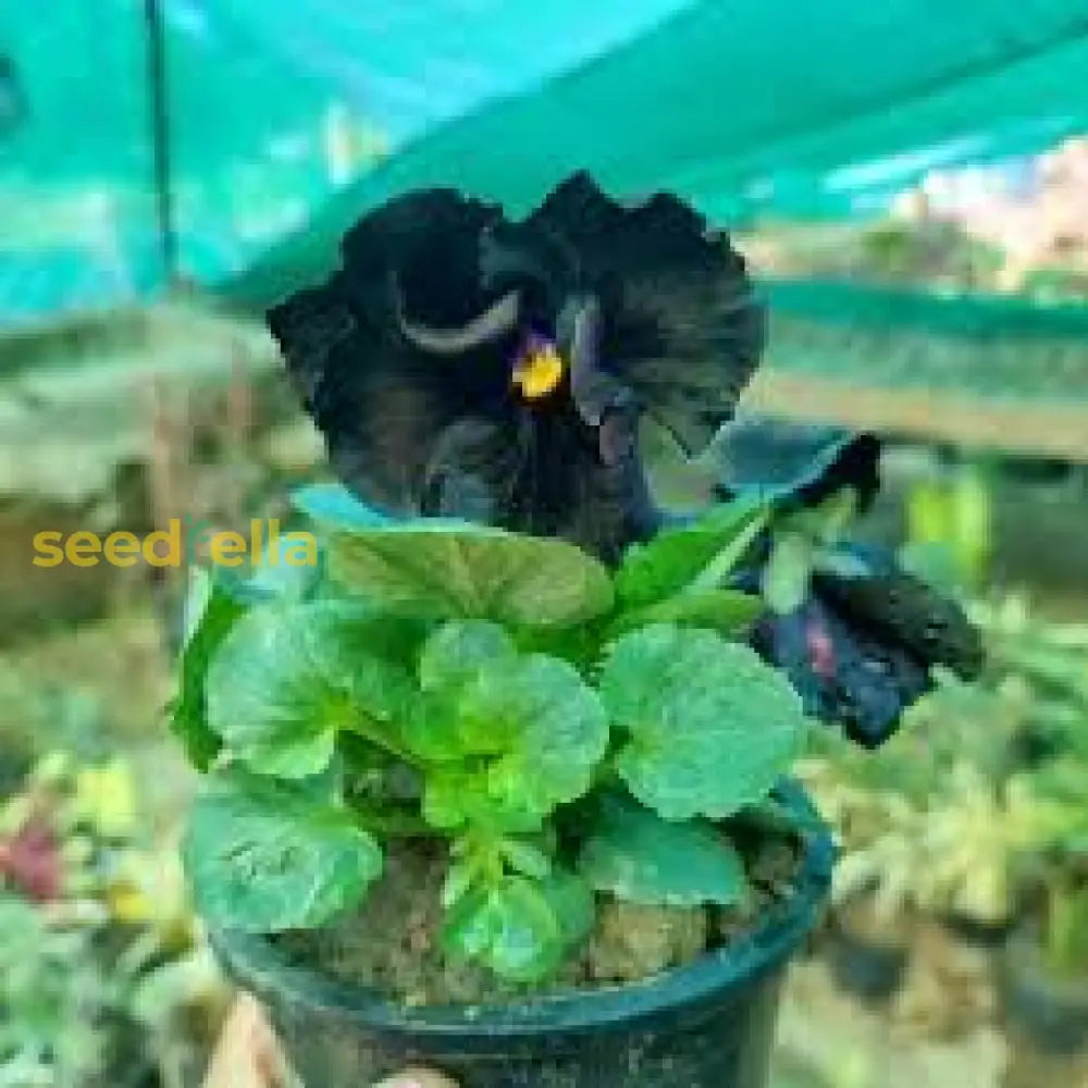 Black Viola Flower Seeds For Easy Planting