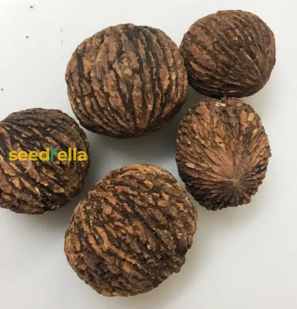 Black Walnut Seeds For Planting - Complete Collection Vegetable Seeds