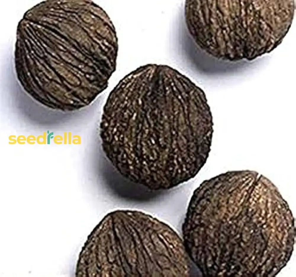 Black Walnut Seeds For Planting - Complete Collection Vegetable Seeds