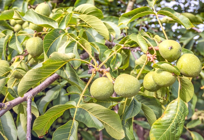 Black walnut tree seeds producing mature brown nuts ready for harvest