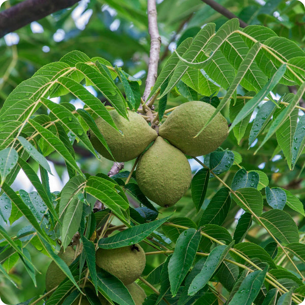 Black walnut tree seeds Juglans nigra hardy nut-bearing tree