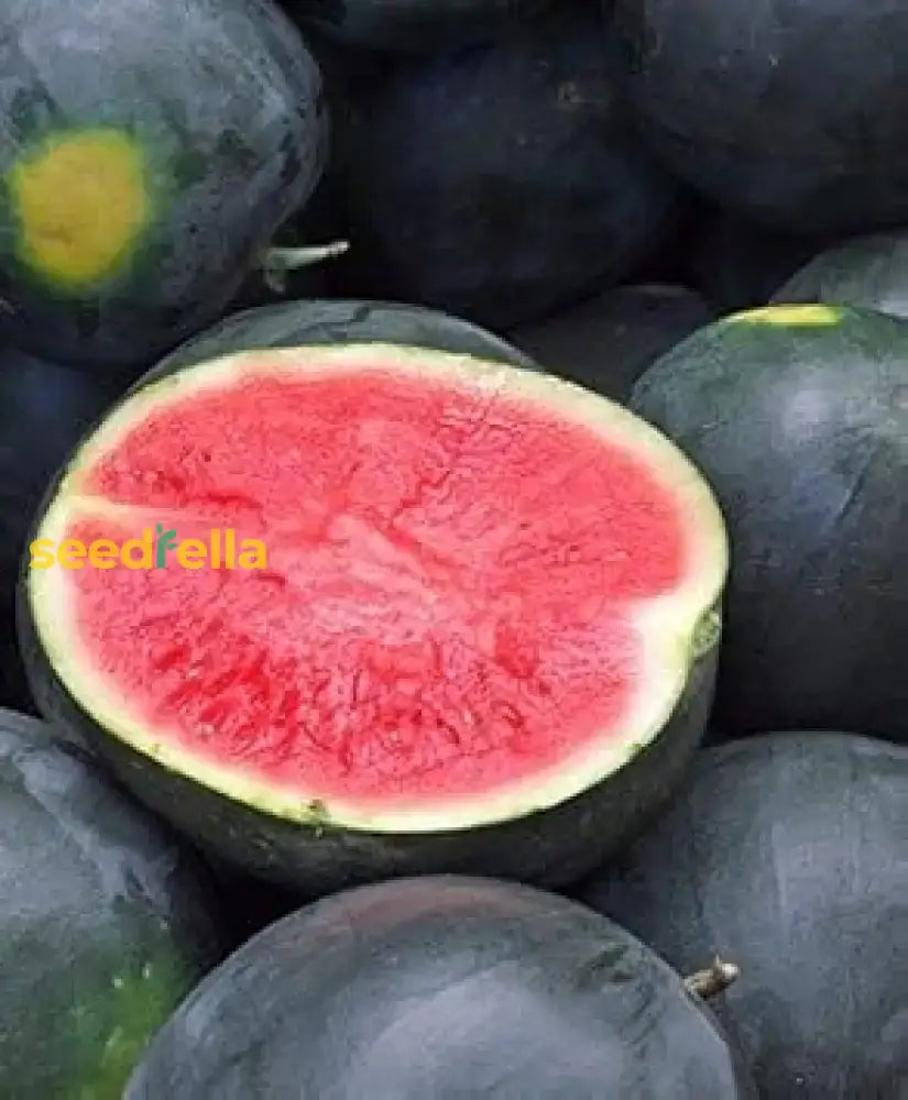 Black Watermelon Seeds For Planting - Grow Your Own Delicious Fruit