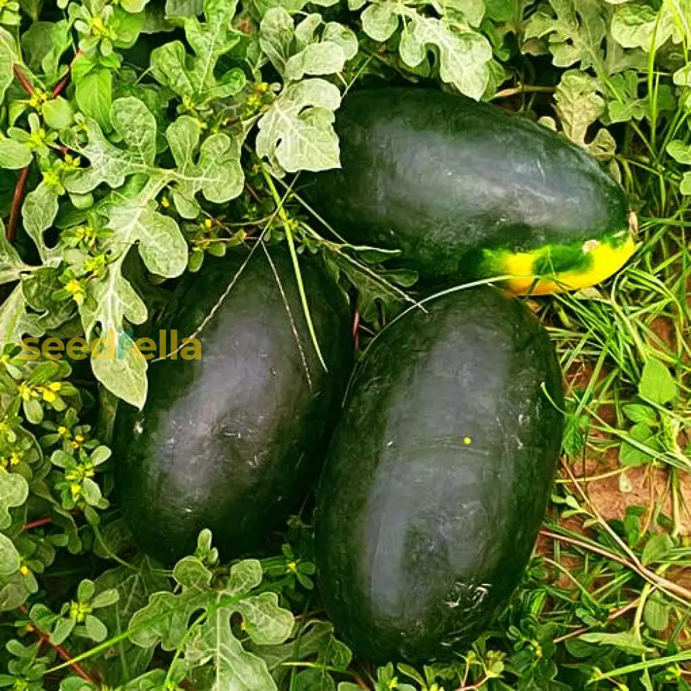 Black Watermelon Seeds for Planting in Home Garden