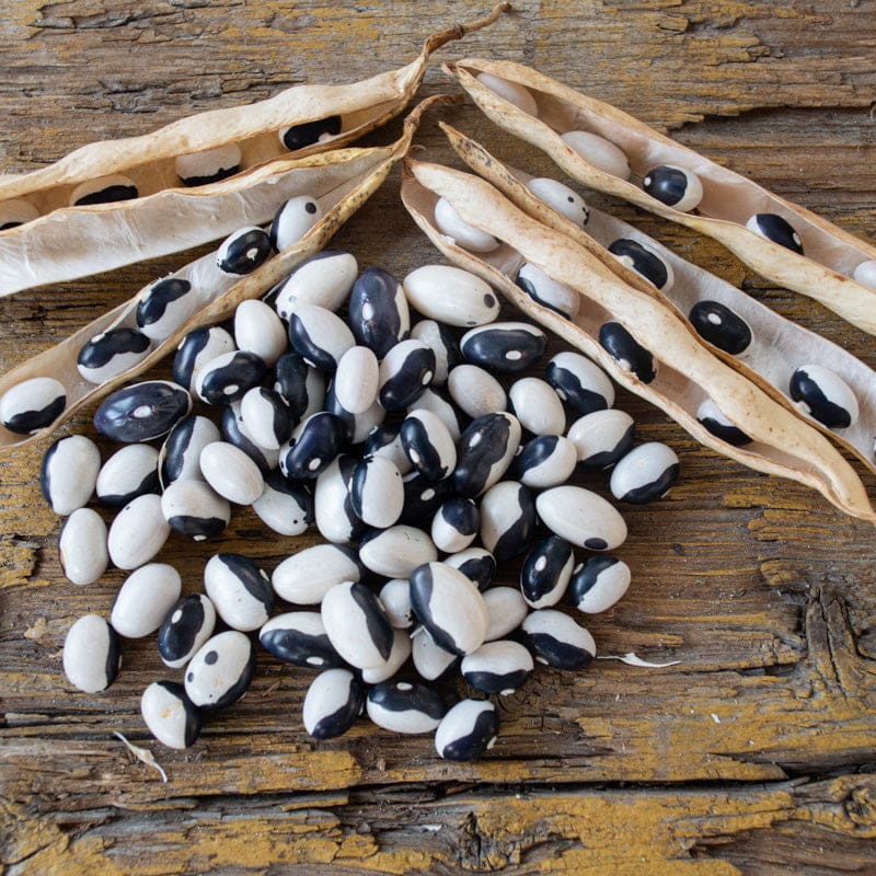 Black and White Bean seeds for planting