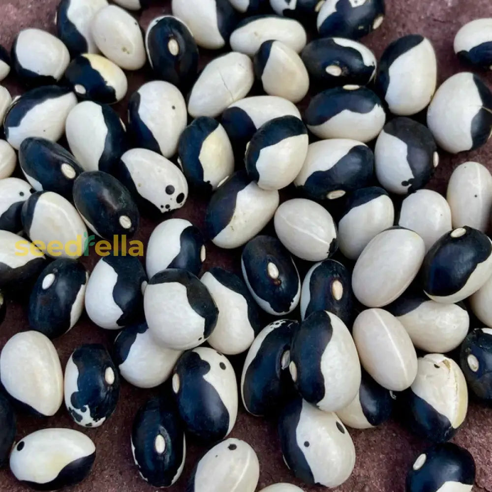 Black White Orka Beans  Planting Seeds For Your Vegetable Garden Seeds