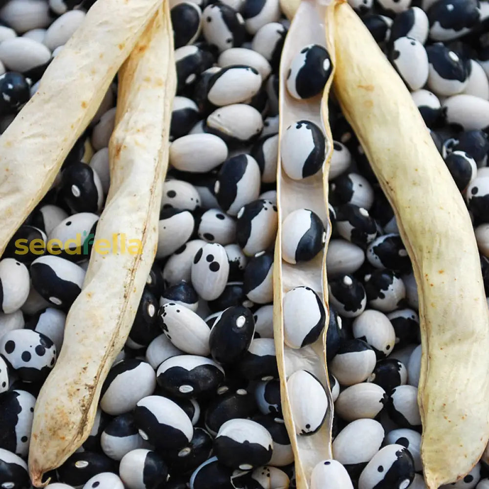 Troot Bean Seeds – Black & White Troot Variety