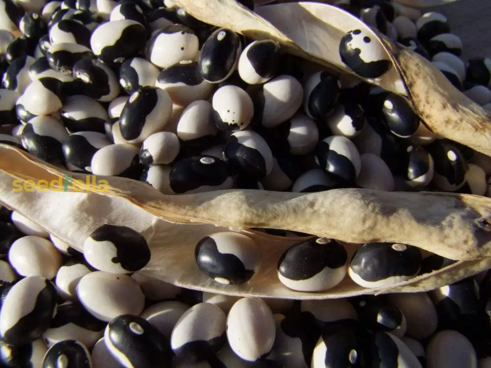 Black & White Troot Bean Vegetable Planting Seeds Seeds