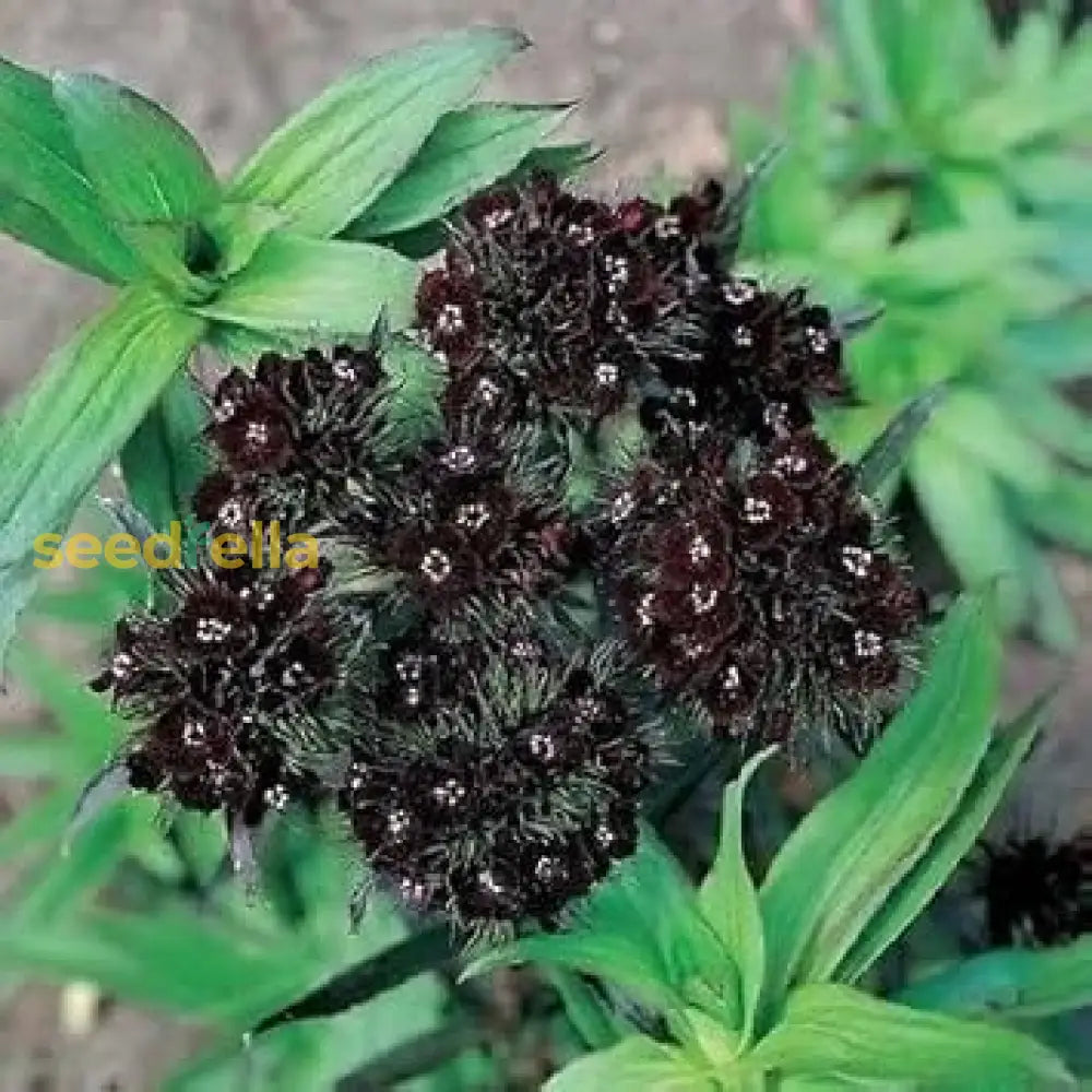 Black William Flower Seeds For Planting