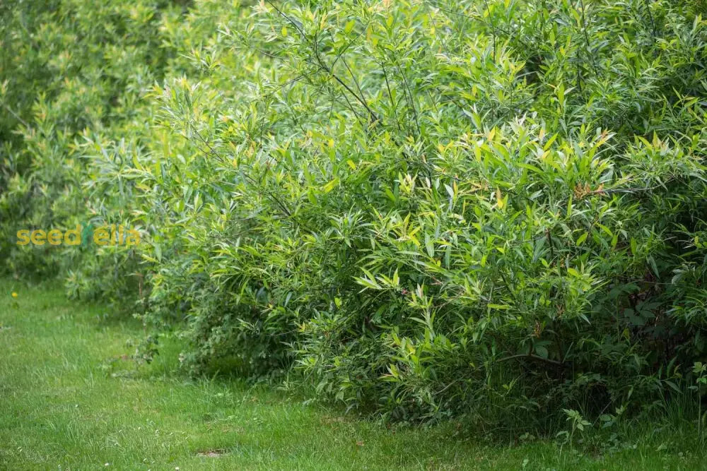 Black Willow Tree Seeds: Ideal For Planting Plant Seeds