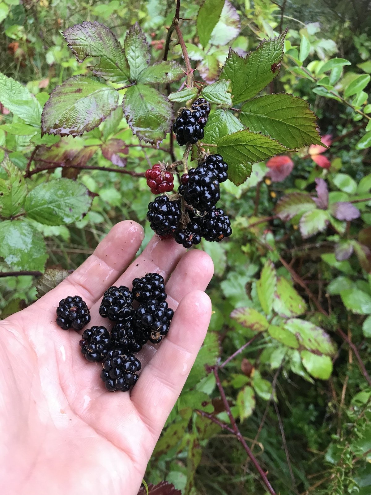 Blackberry seedlings sprouting from moist soil