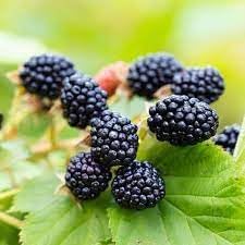 Blackberry seeds for planting home garden