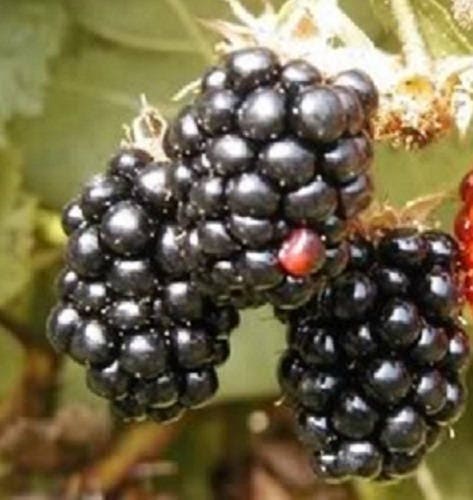 Blackberry seeds for planting