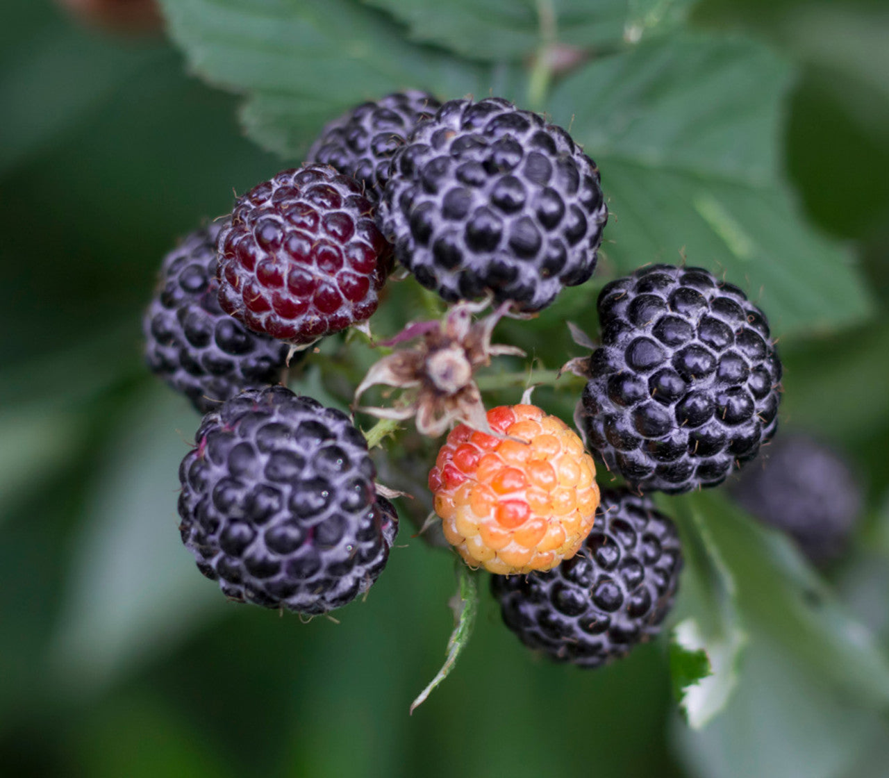 White blackberry flowers attracting pollinators