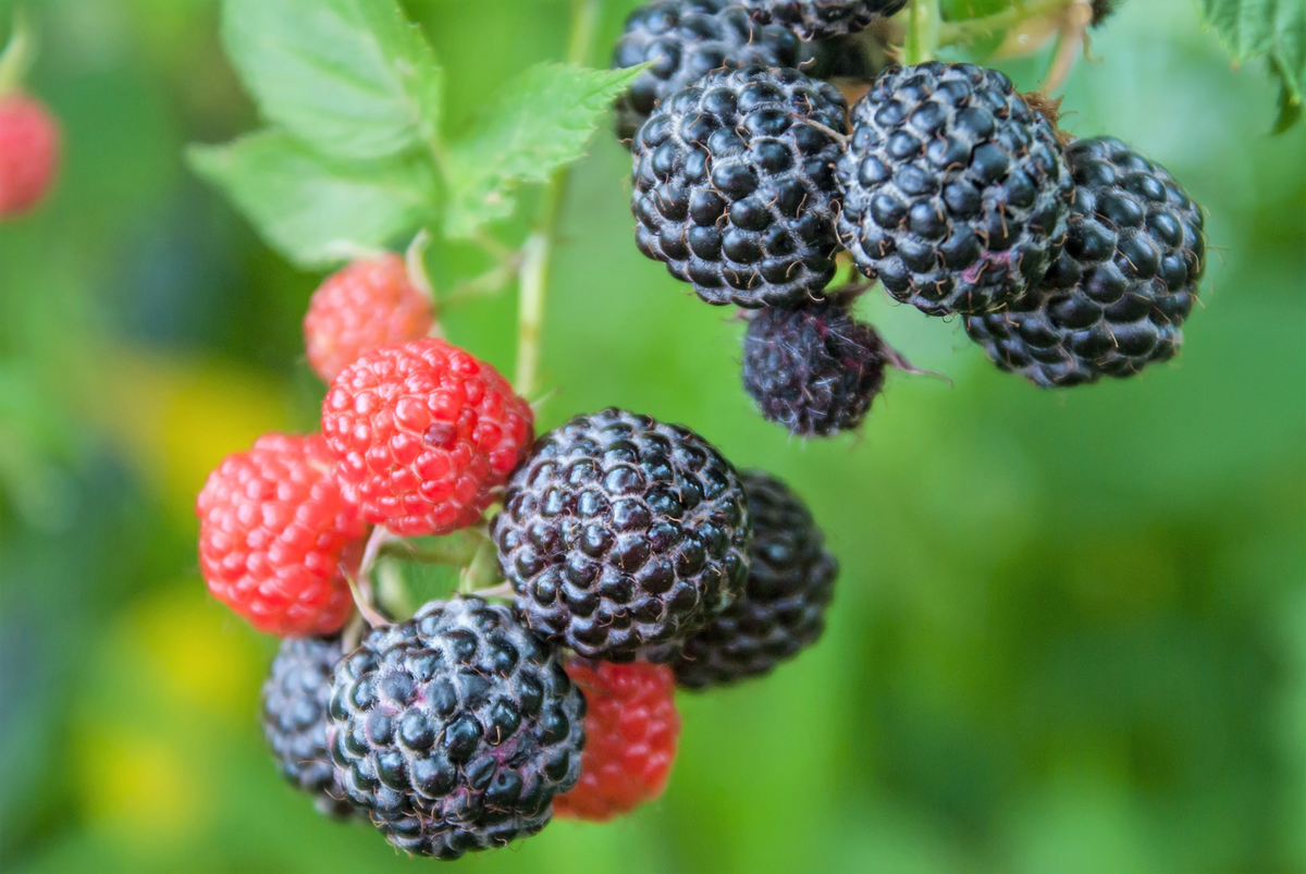 Whitebark Black Raspberry bush in garden