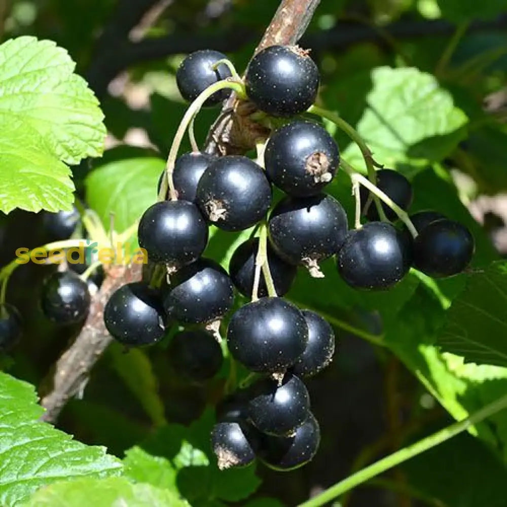 Blackcurrant Bush in Home Garden