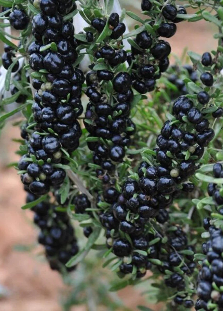 Black Goji Berry Superfood Seeds For Planting | Nutrient-Rich Fruit