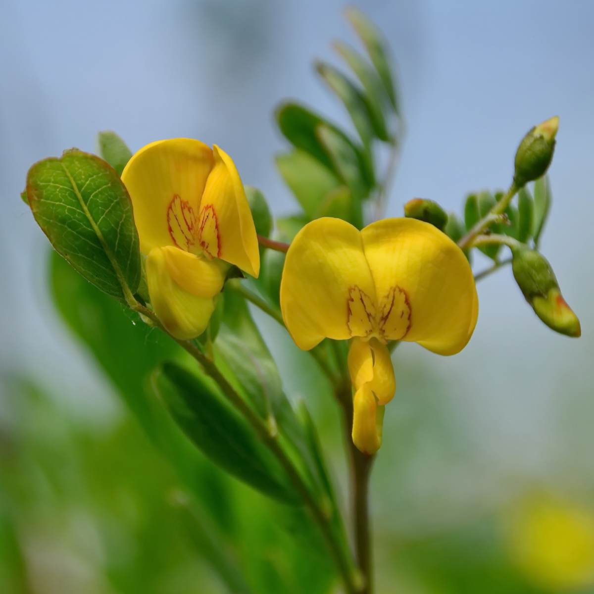 Bladder Senna Seeds for Planting
