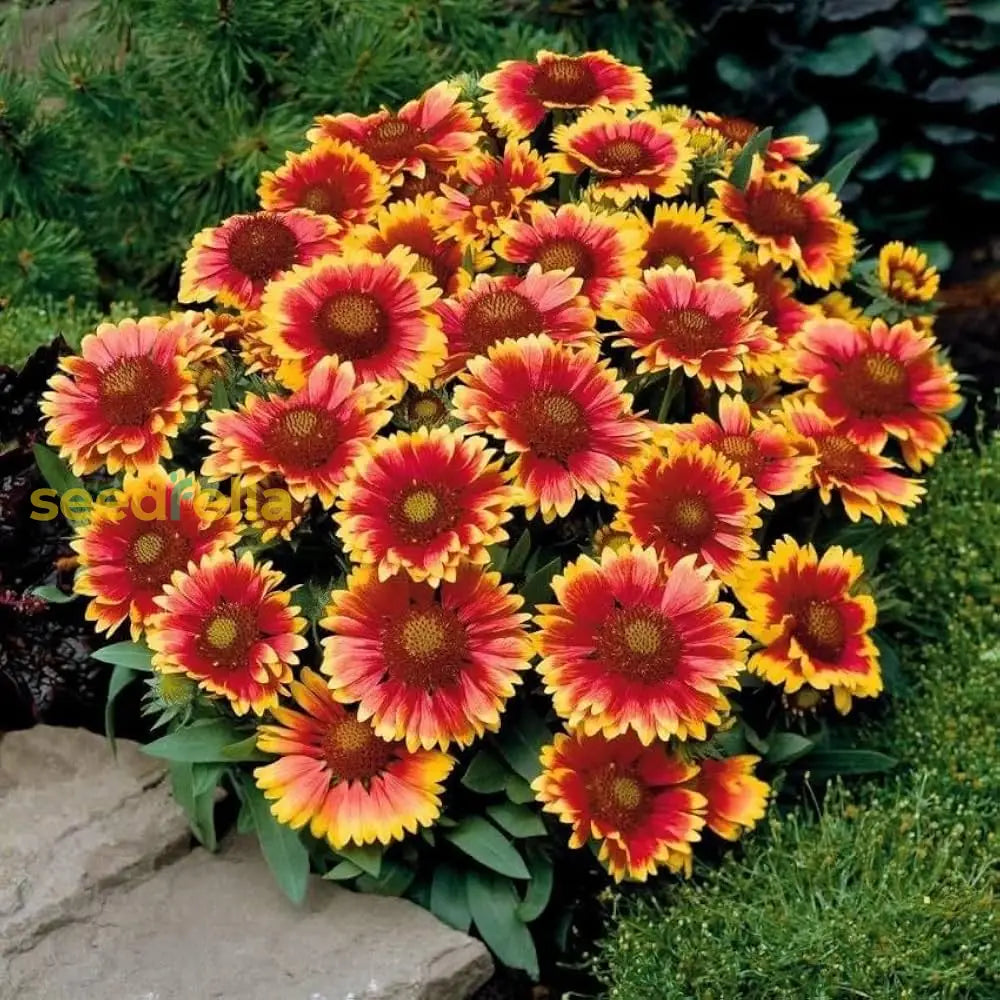 Blanket Flower Gaillardia Seeds For Easy Planting