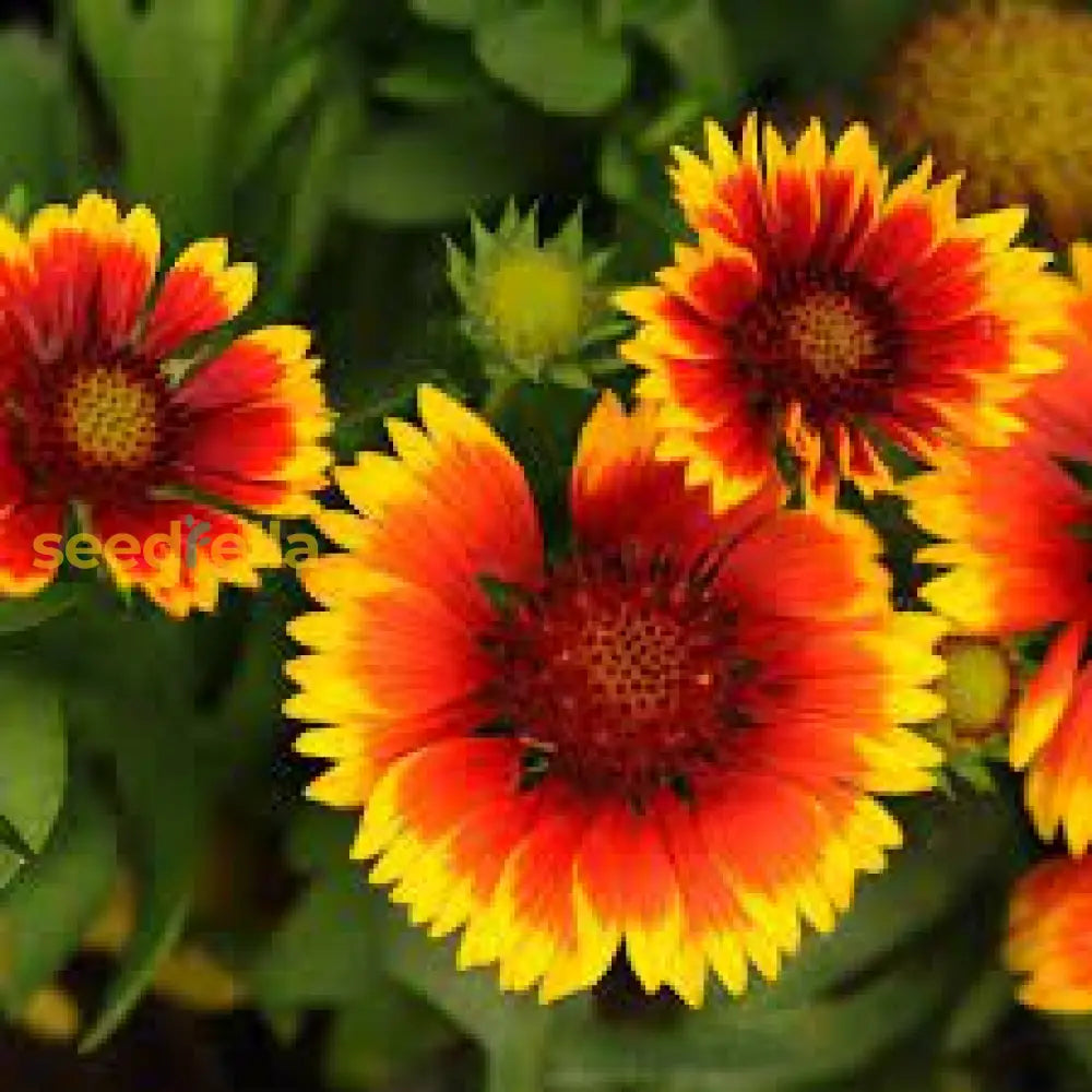 Blanket Flower Gaillardia Seeds For Easy Planting