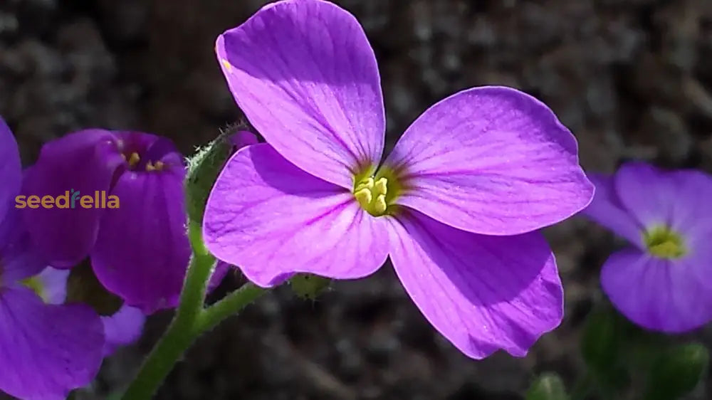 Blaukissen Flower Seeds For Planting Groundcover