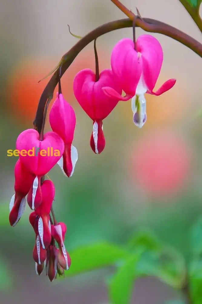 Bleeding Heart Flower Seeds For Planting