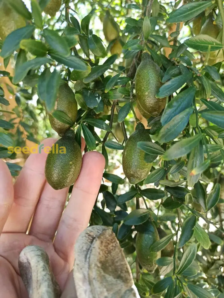 Bliss Finger Lime Seeds For Planting In Citrus Gardens Plant Seeds