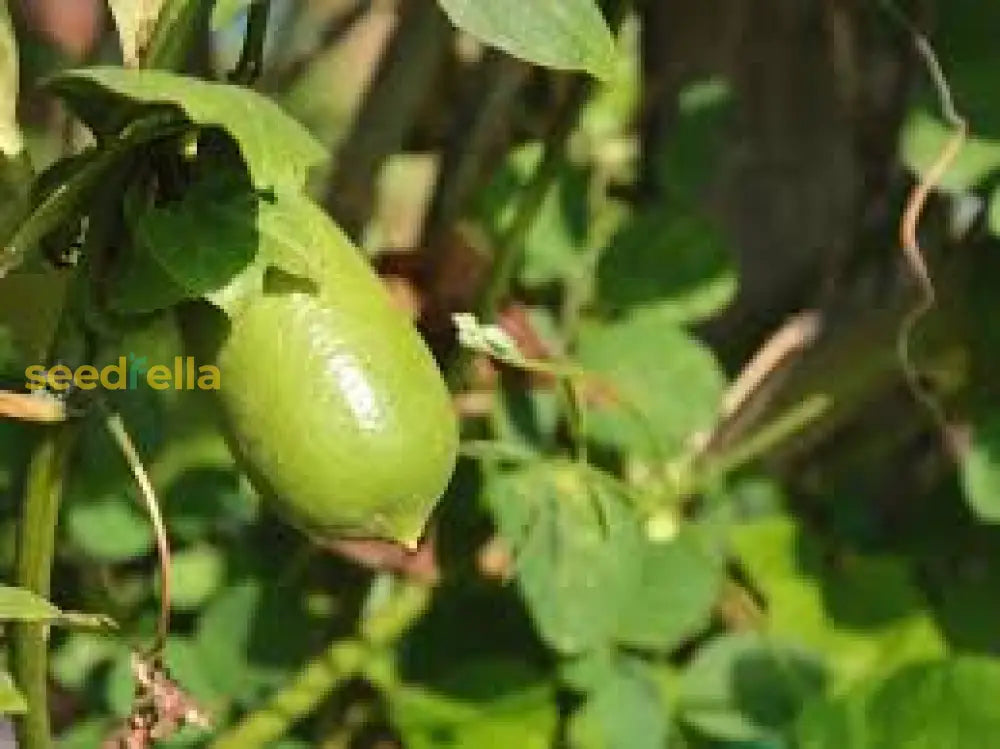 Bliss Finger Lime Seeds For Planting In Citrus Gardens Plant Seeds