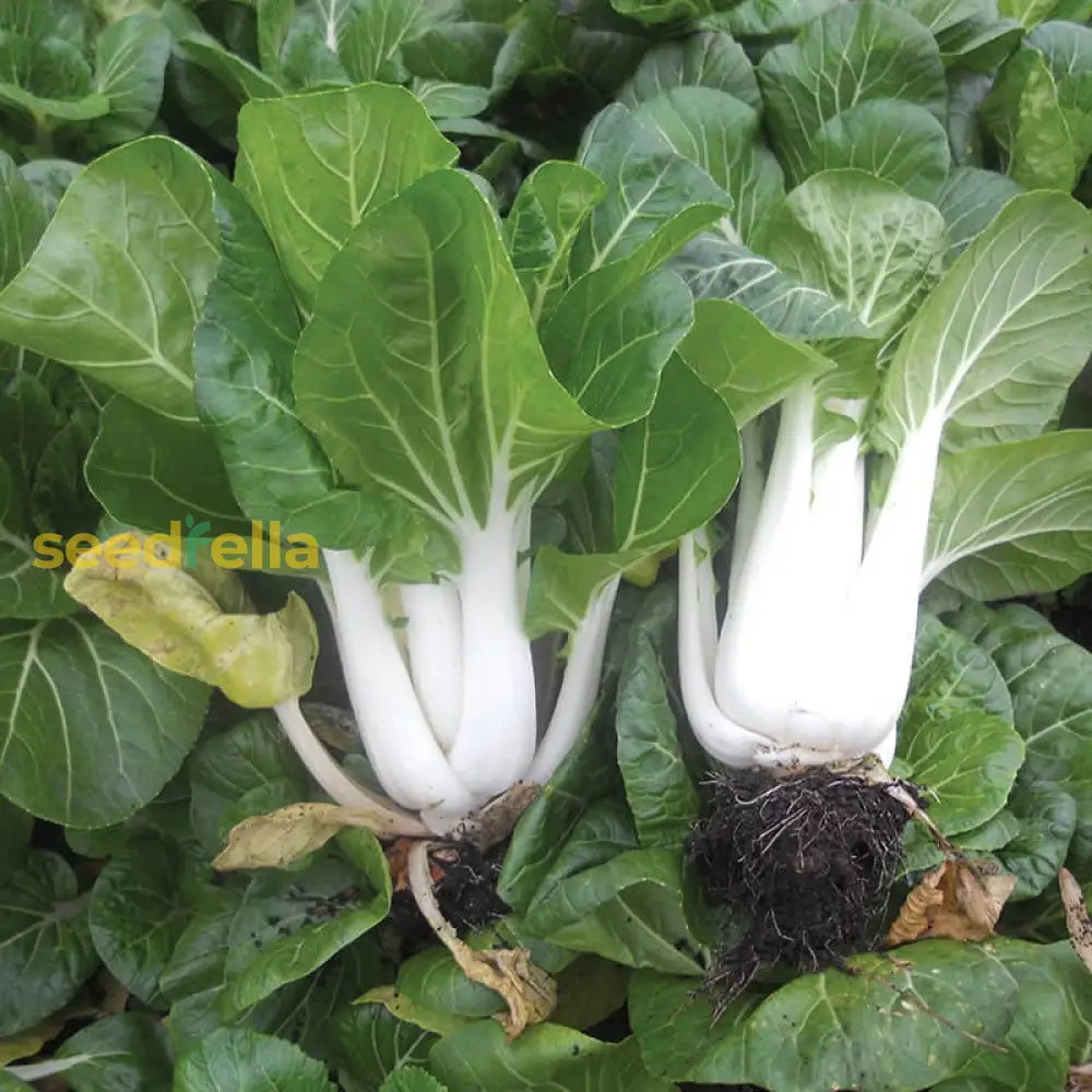 Blizzard Green White Choi seeds for planting non GMO