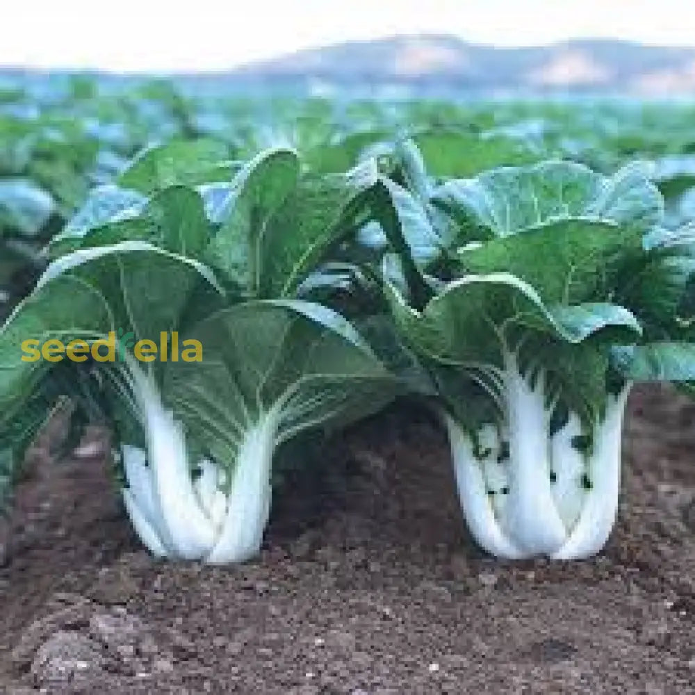 Blizzard Green White Choi Vegetable Seeds For Planting Seeds