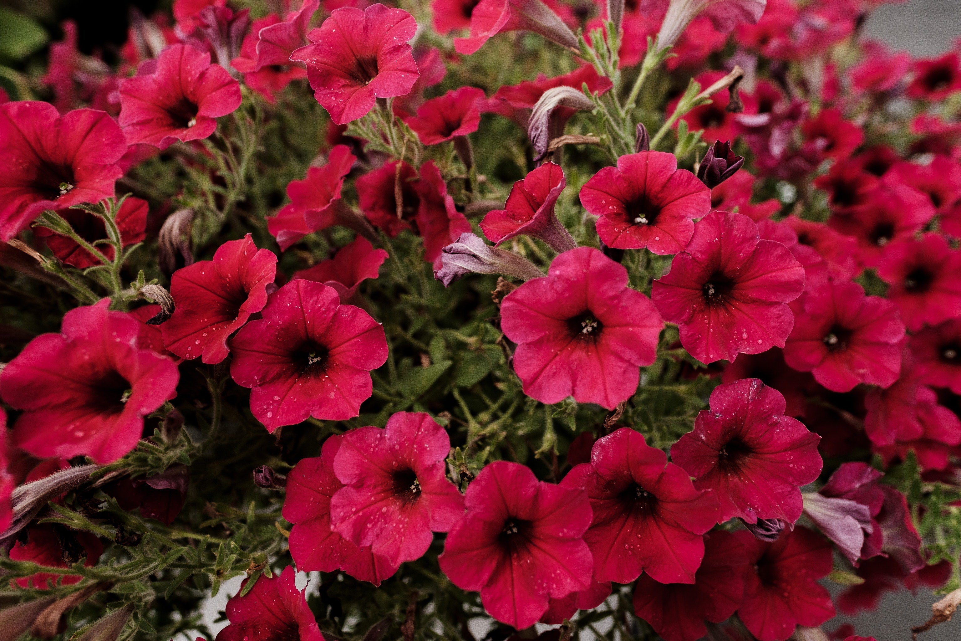 Red Petunia Flower Planting - Seeds For Vibrant Blooms And Lush Garden Displays