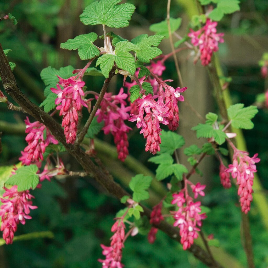 Blue-black edible currant berries on the shrub