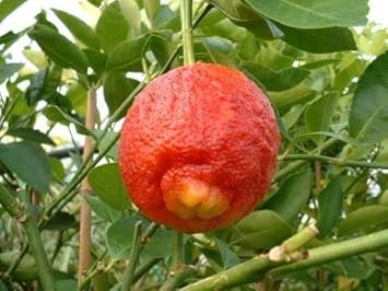 Blood Orange Seeds for Planting, Easy Guide for Growing Sweet and Tangy Citrus Fruits