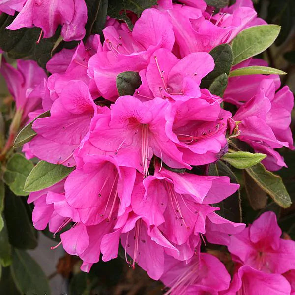 Pink Azalea Seeds For Easy Planting