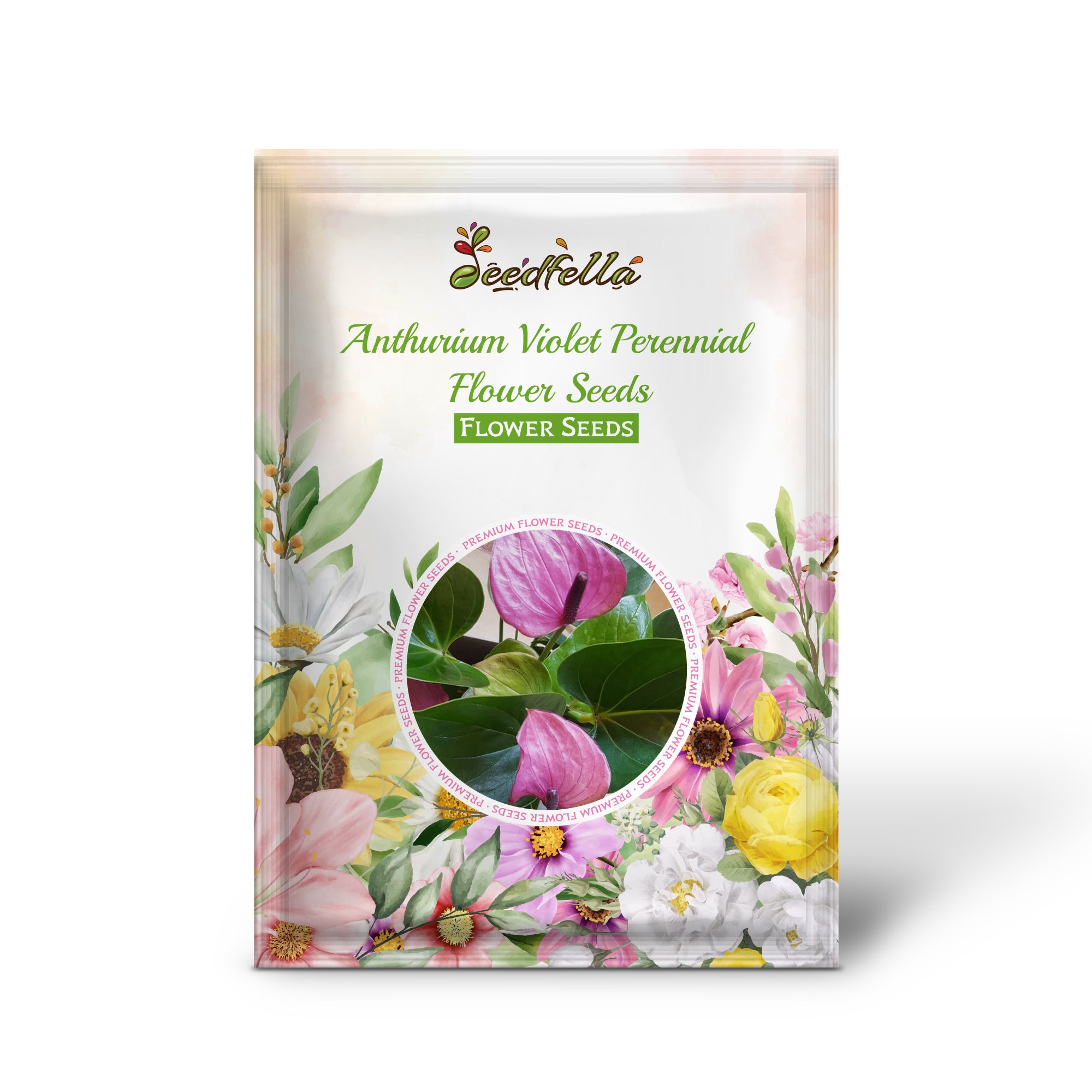 Blooming Anthurium Violet Flowers in Garden