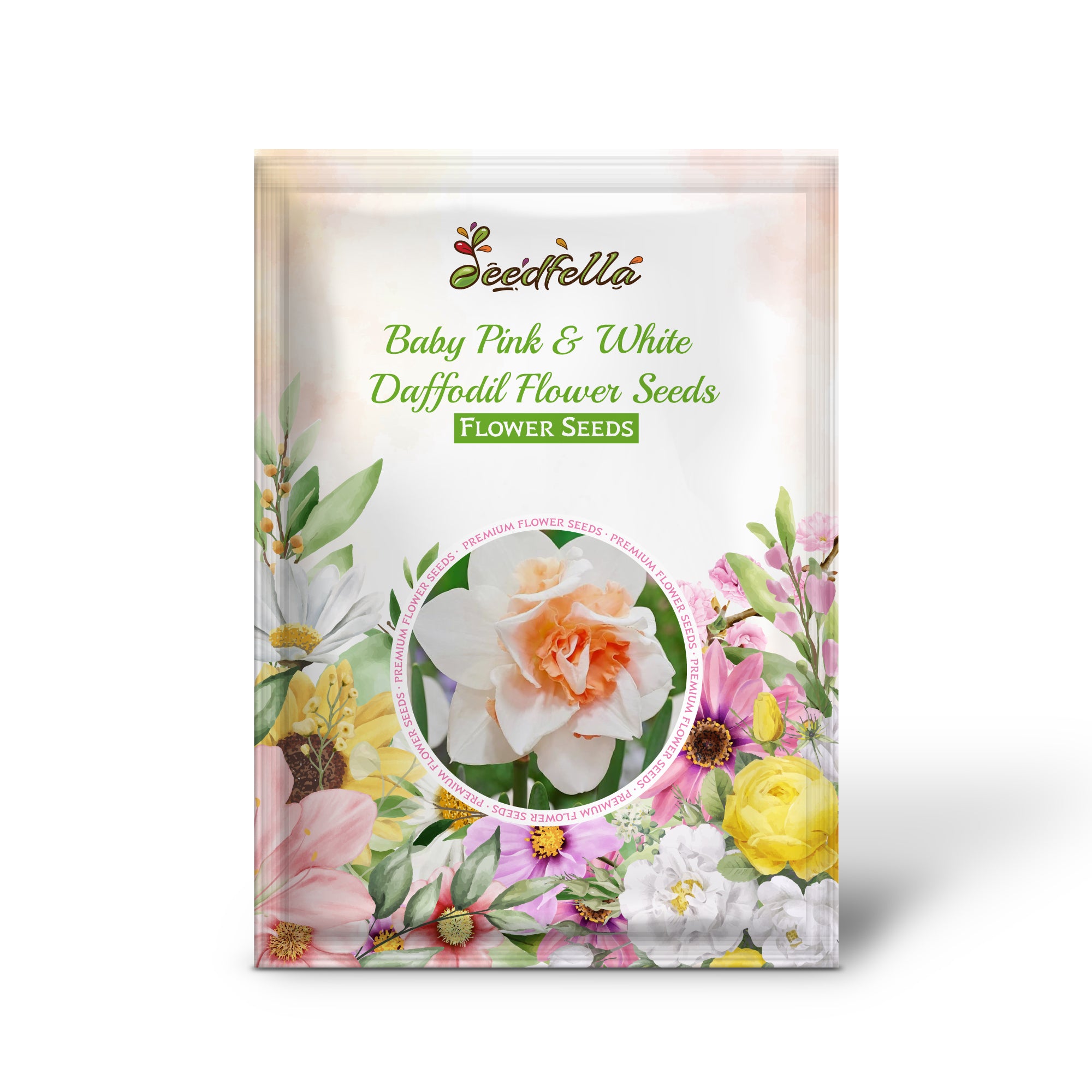 Blooming Baby Pink & White Daffodil Flowers in Garden