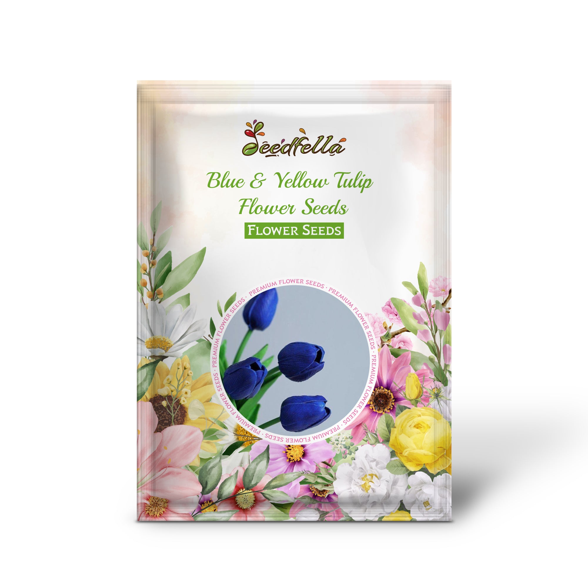 Blooming Blue & Yellow Tulip Flowers in Garden