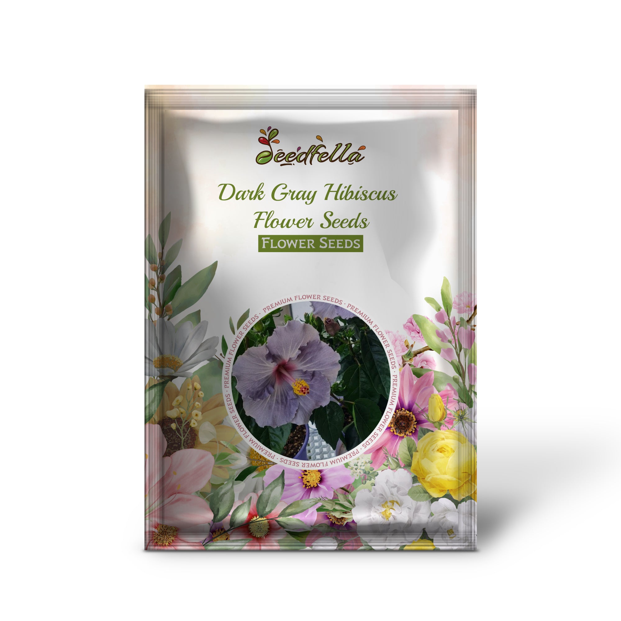 Blooming Dark Gray Hibiscus Flower in Garden