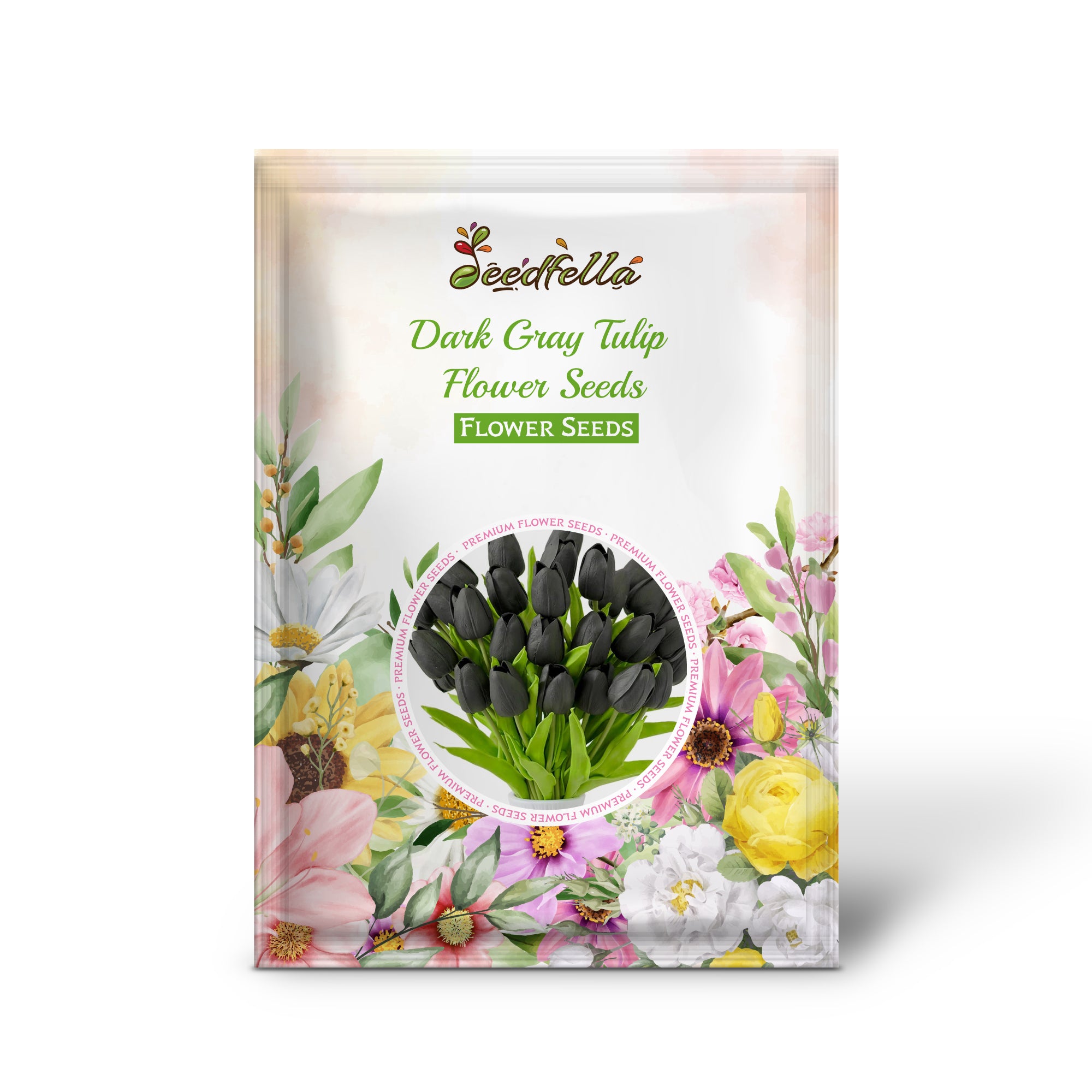 Blooming Dark Gray Tulip Flowers in Garden